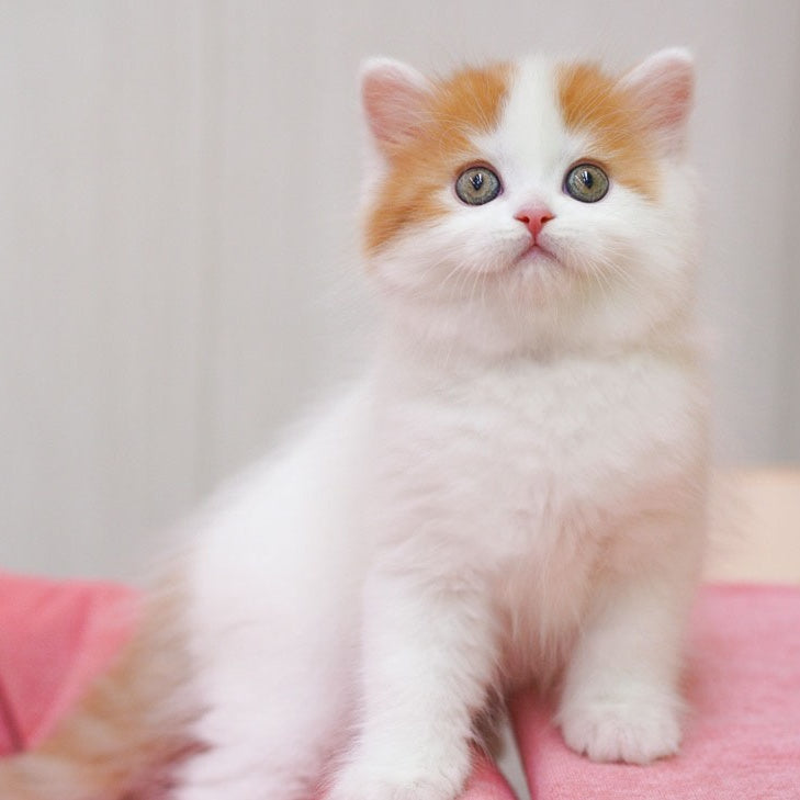Vjick Scottish Straight male, red tabby van