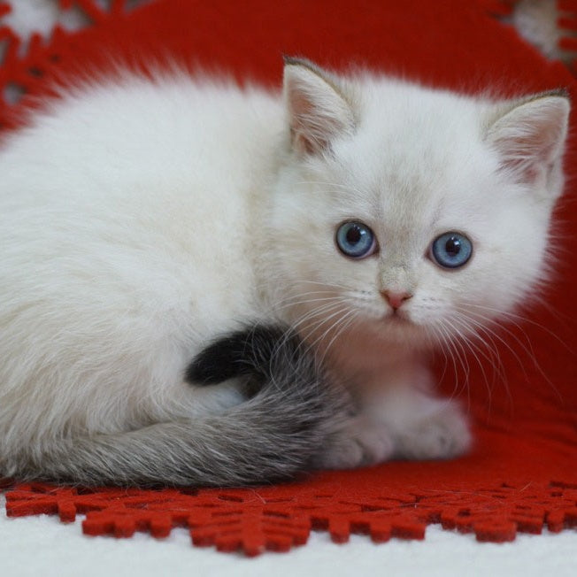 Bella Scottish Straight female, blue tabby pointed