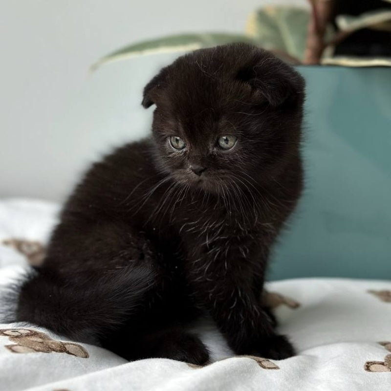 Nana Scottish Fold female, black