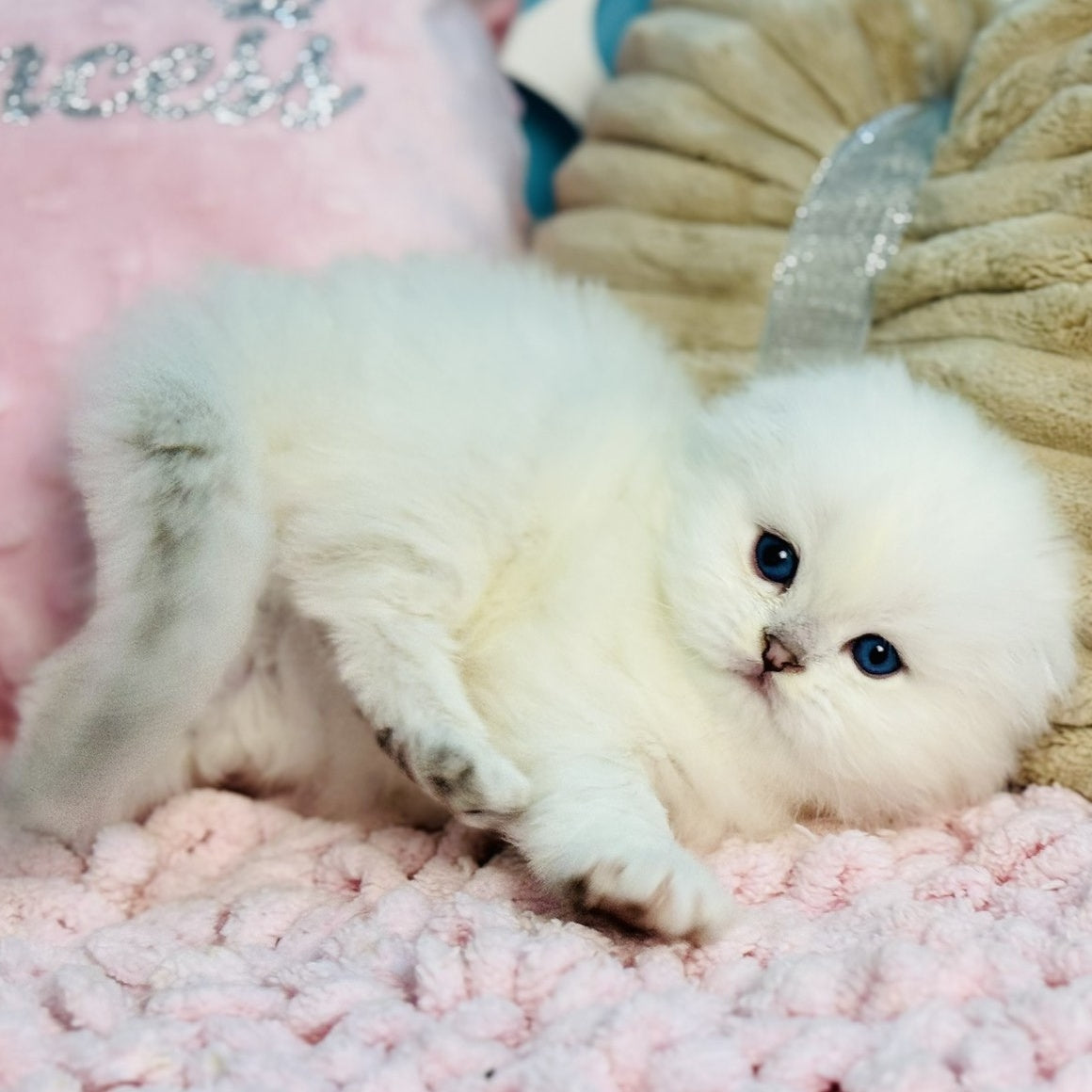 Ice Scottish Fold male, black silver shaded pointed