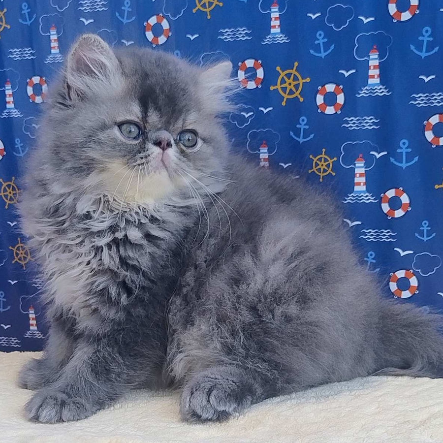 Bars Persian male, blue tabby