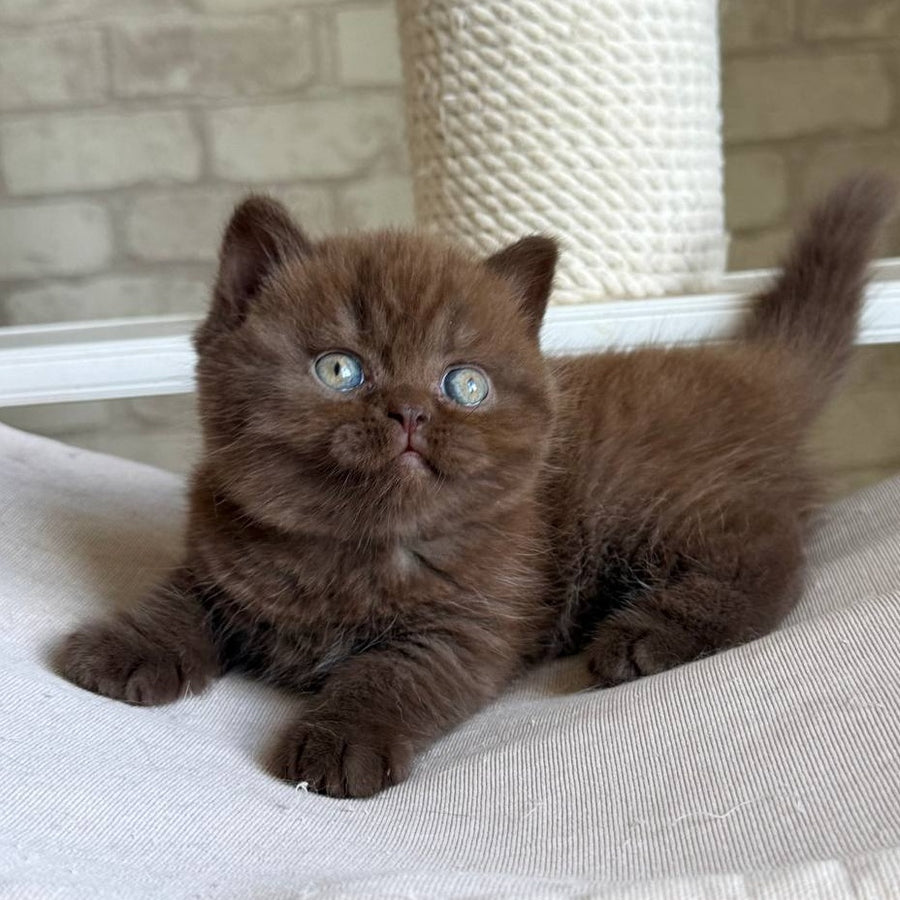 Bruno British Shorthair male, chocolate