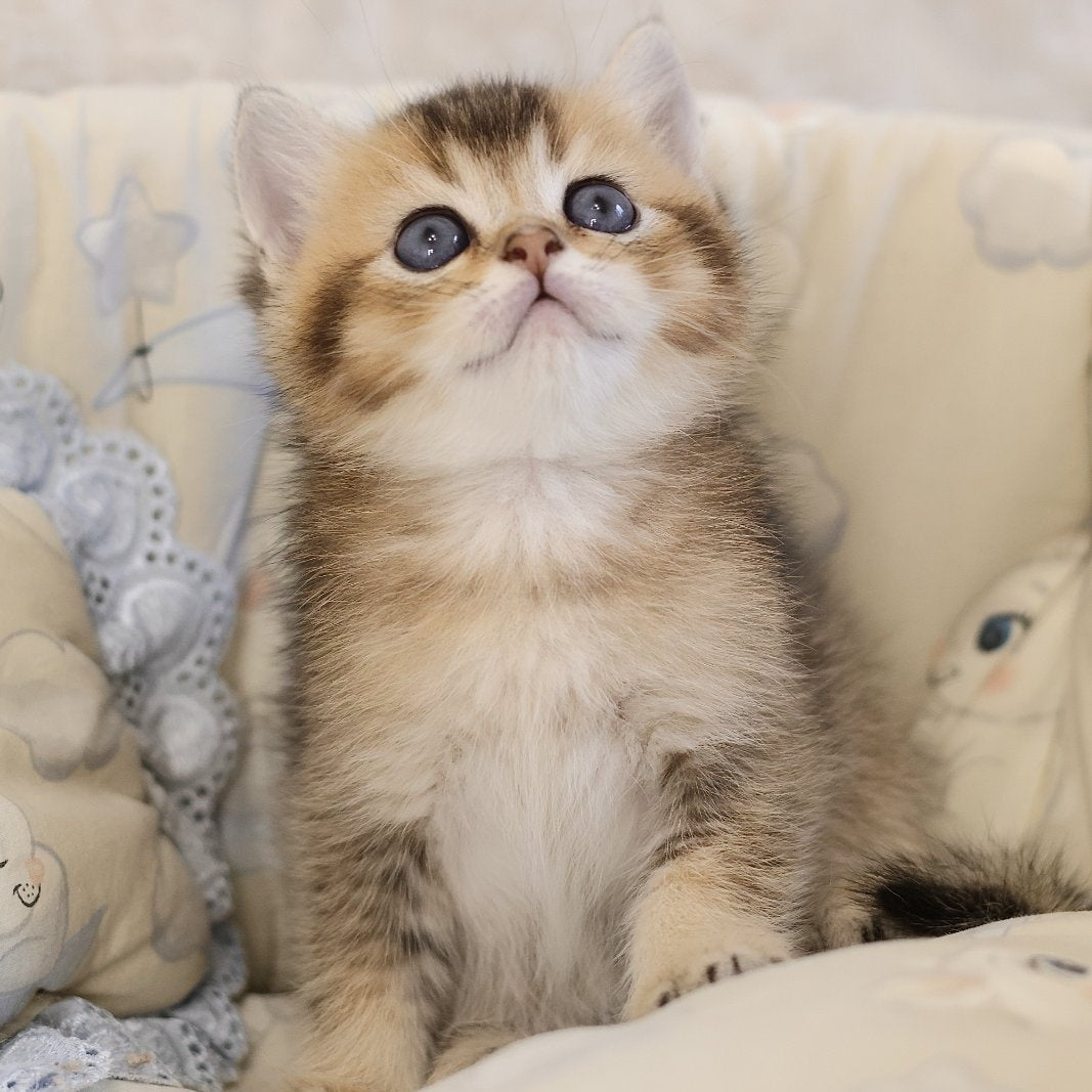 Eleon Scottish Straight male, black golden ticked tabby