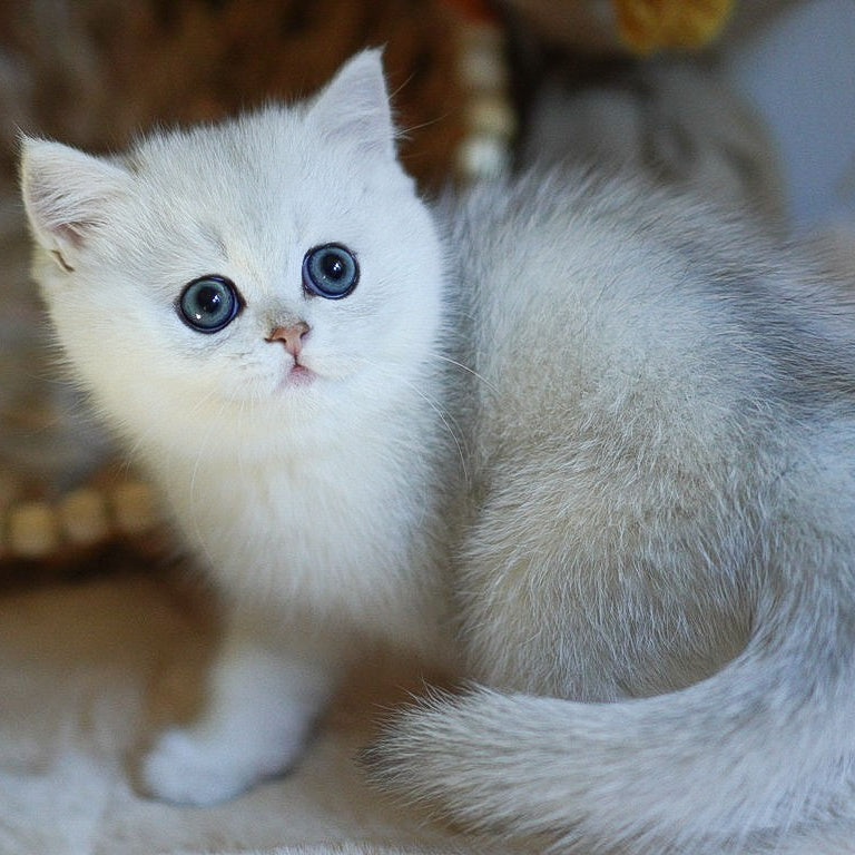 Charm British Shorthair male, black silver shaded