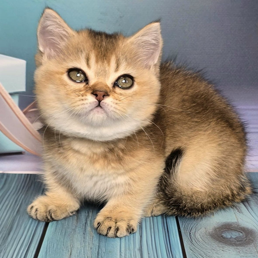 Crumble Munchkin male, black golden shaded