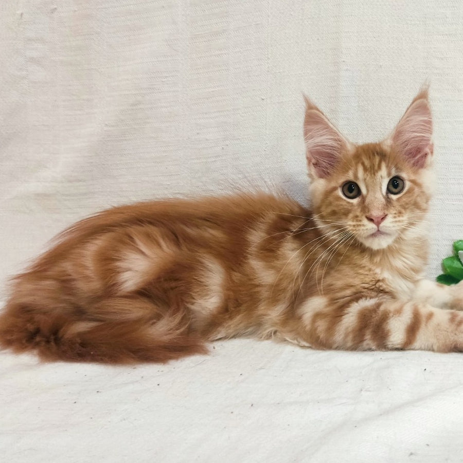 Kozak Maine Coon male, red silver tabby