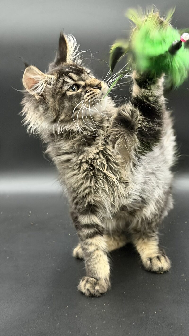 Wella Maine Coon female, black ticked tabby
