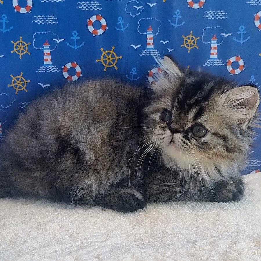 Bless Persian female, black tortie