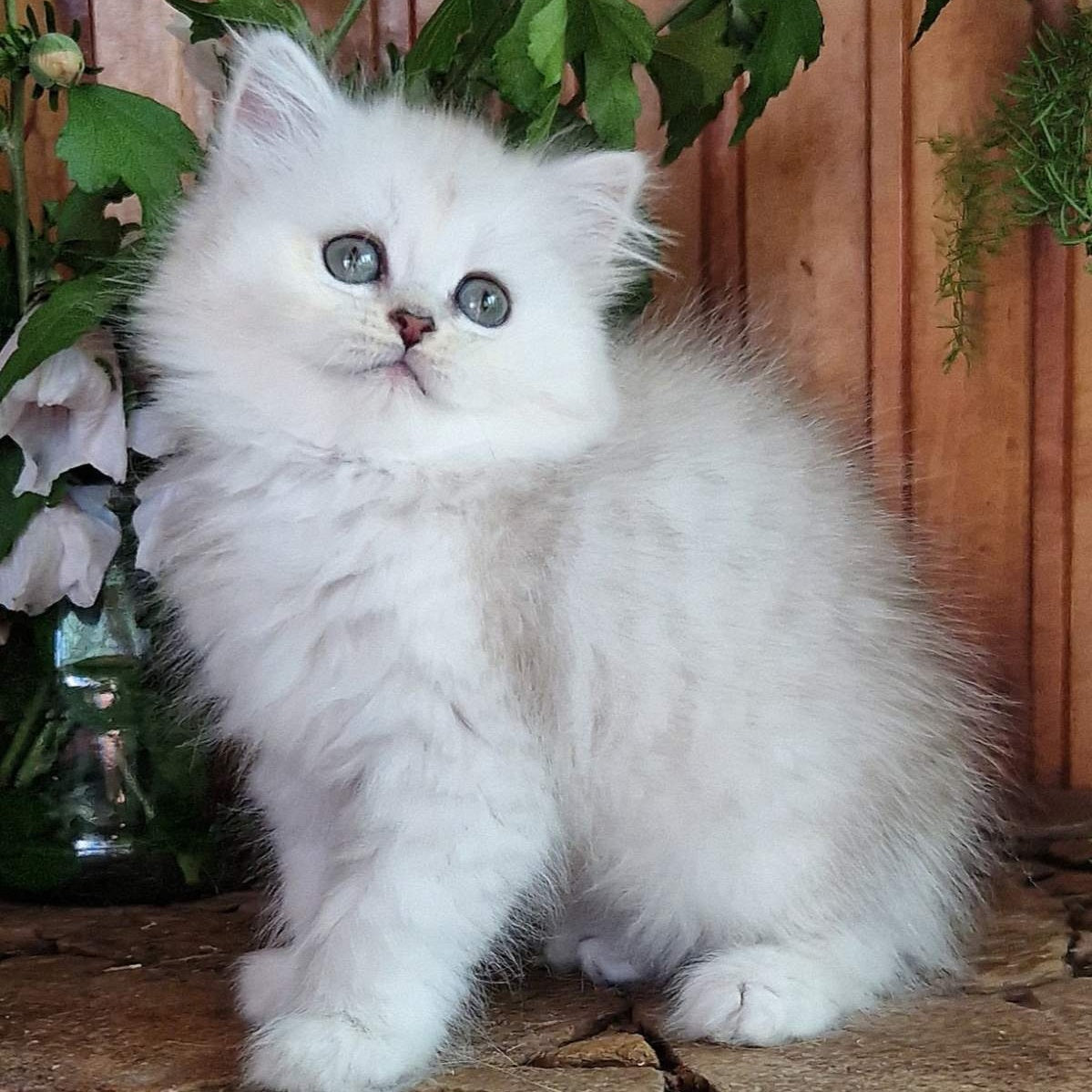 Periel British Longhair female, black silver shaded