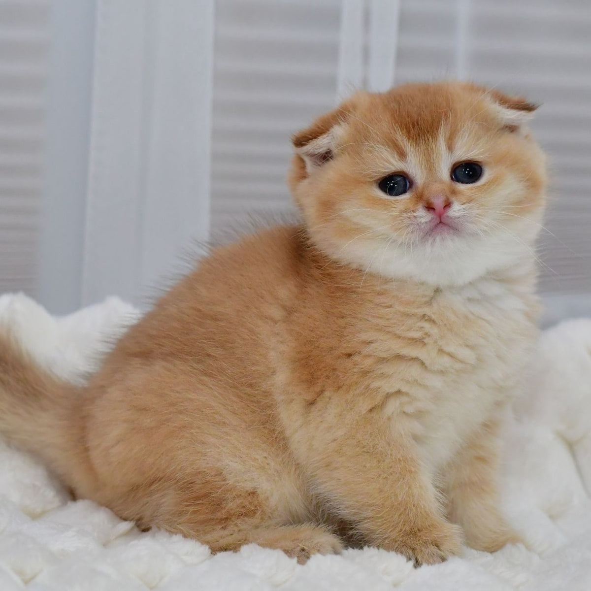Nika Scottish Fold female, black golden shaded
