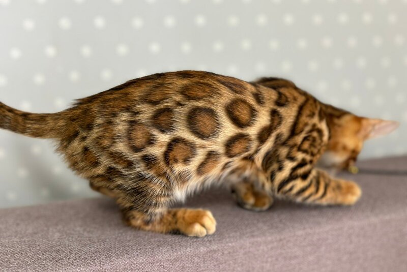 Tehyeon Bengal male black spotted tabby - live animals