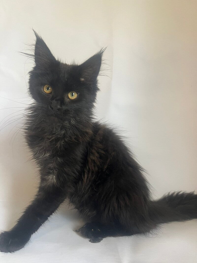 Enni Maine Coon female black - live animals