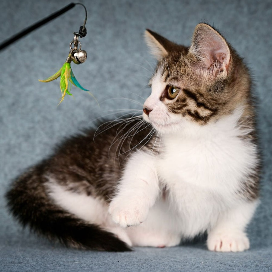 Klepa Munchkin female, black spotted tabby bicolour