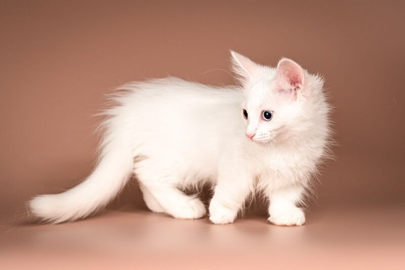 Amina Munchkin female, white