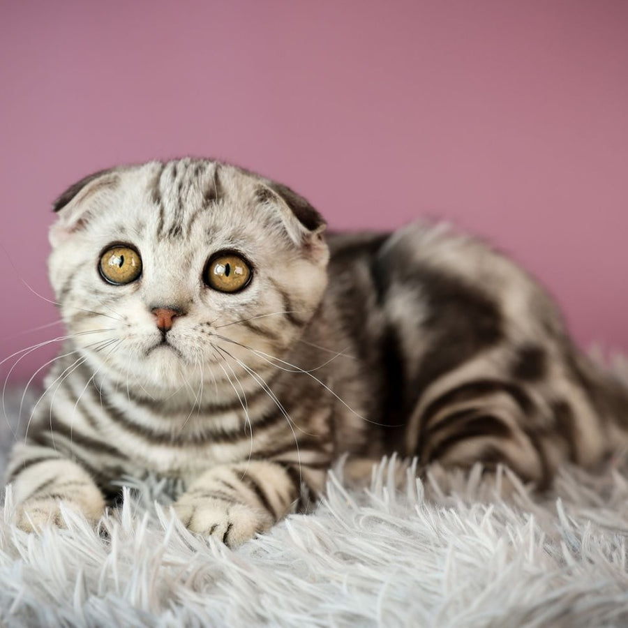 Armany Scottish Fold male, black silver tabby