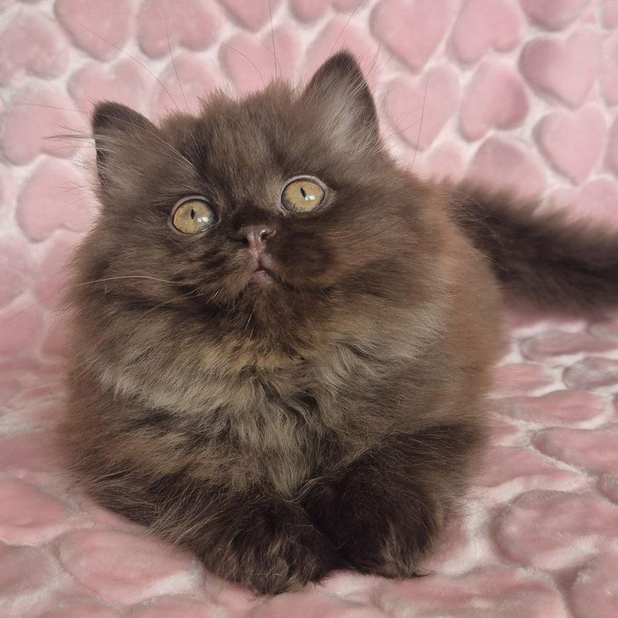 David British Longhair male, chocolate