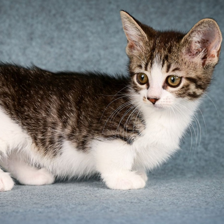 Klepa Munchkin female, black spotted tabby bicolour