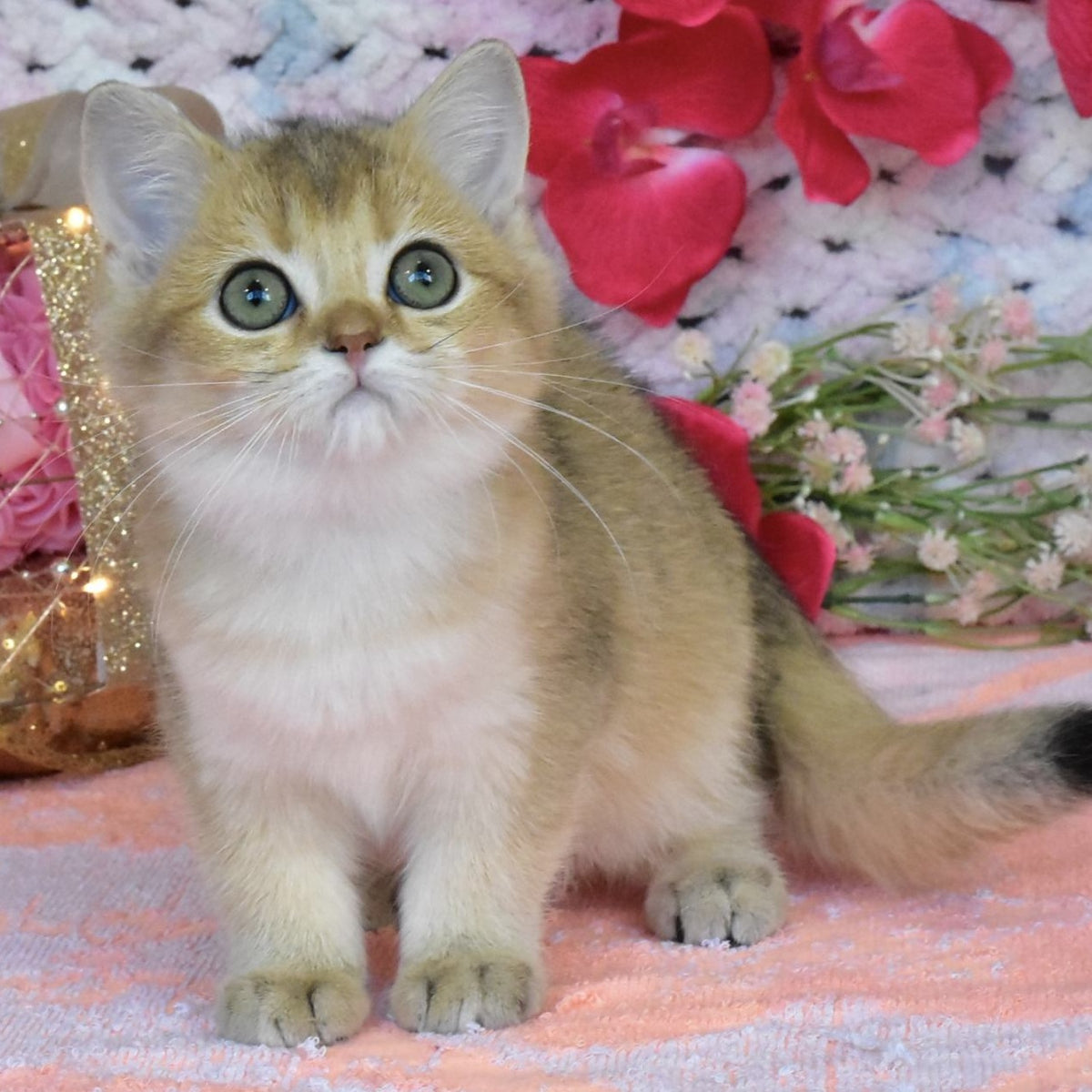 Hummer British Shorthair male, black golden shaded