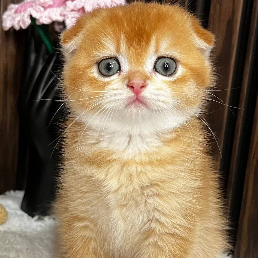 Nefertiti Scottish Fold female, black golden chinchilla