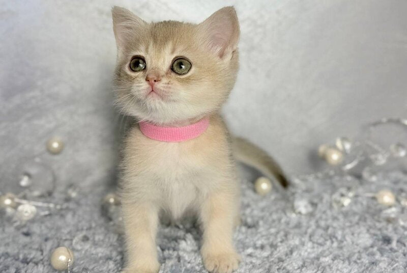 Elmira Scottish Straight female, blue golden shaded
