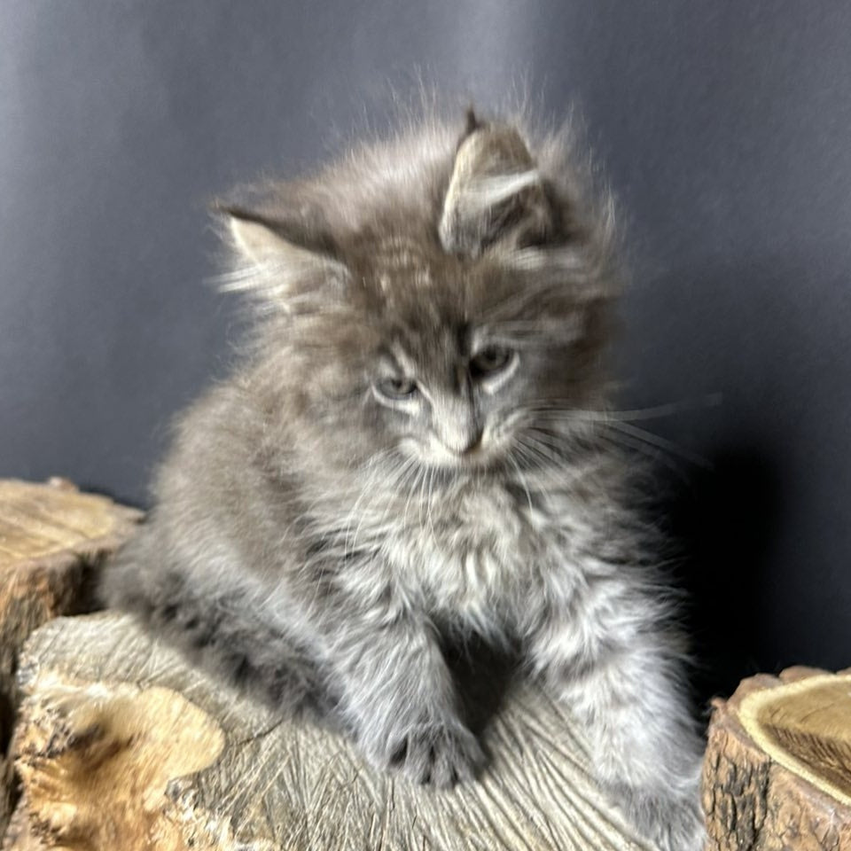 Sony Maine Coon female, blue silver ticked tabby