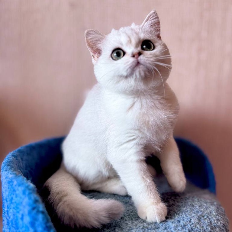 Zefir British Shorthair male, black silver shaded