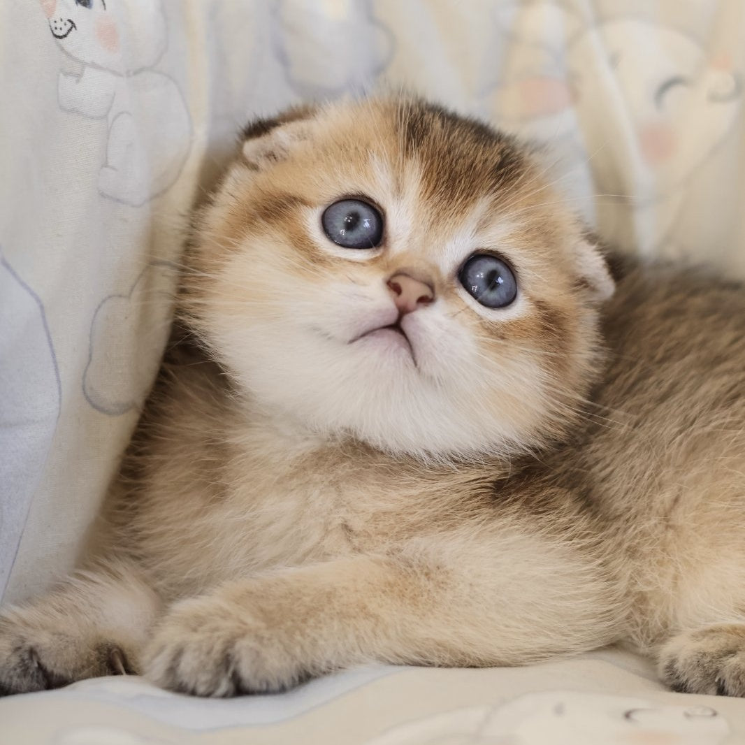 Erik Scottish Fold male, black golden ticked tabby