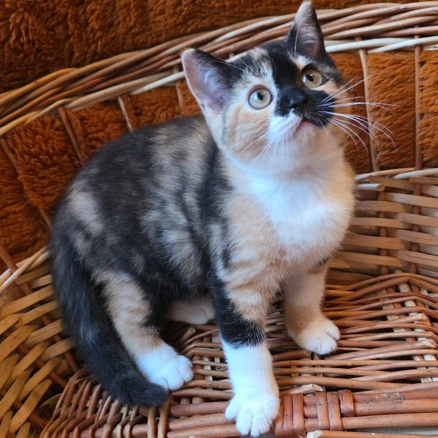 Betty British Shorthair female, black tortie bicolour