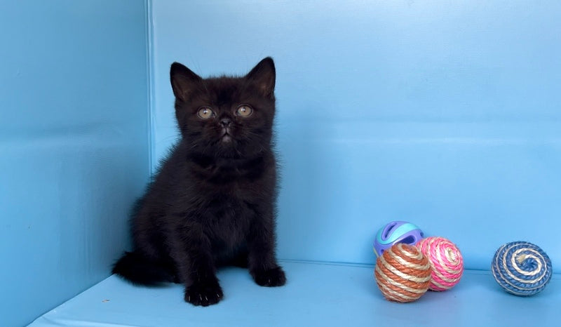 Wex British Shorthair male black - live animals
