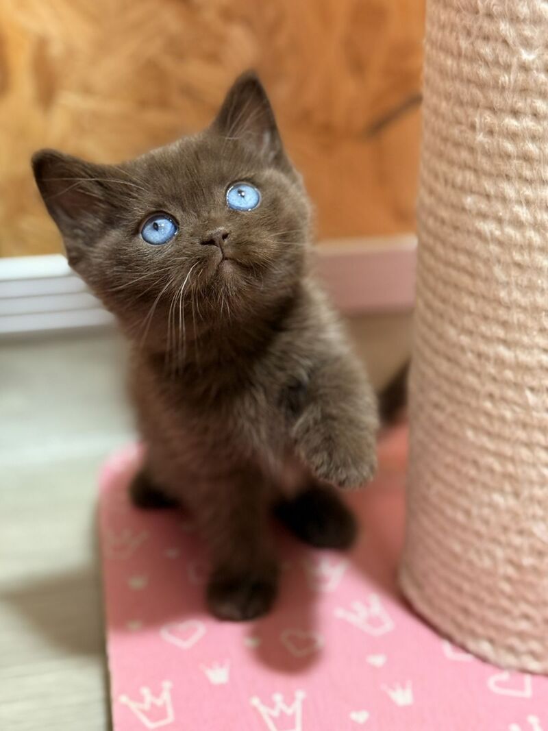 Jasmine British Shorthair female, chocolate