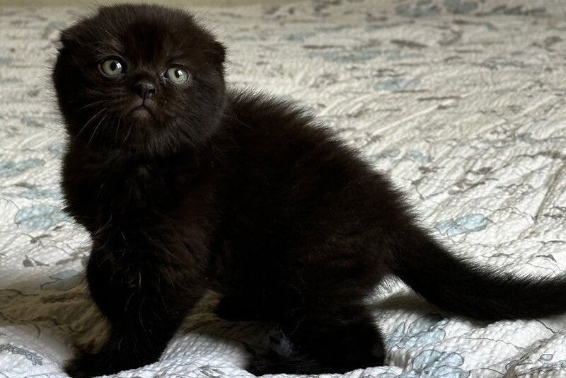 Nelson Scottish Fold male, black
