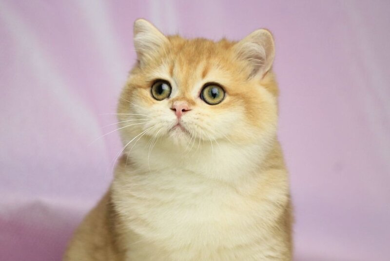 Baton British Shorthair male, black golden chinchilla