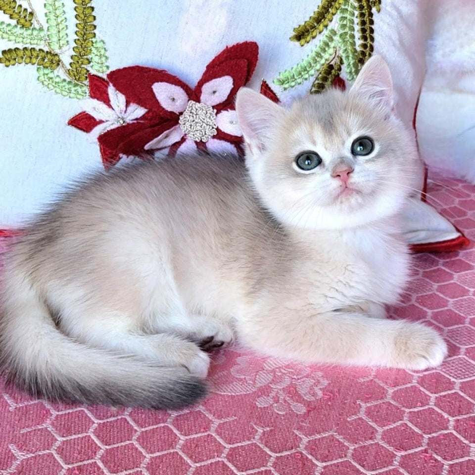 Adel British Shorthair female, blue golden chinchilla