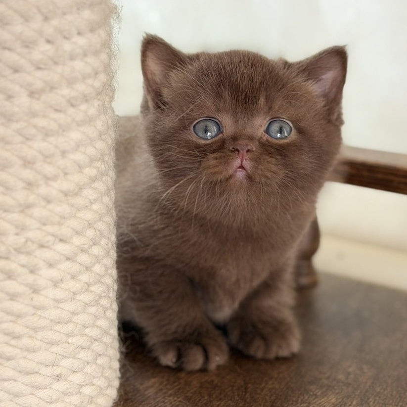 Santa British Shorthair female, chocolate