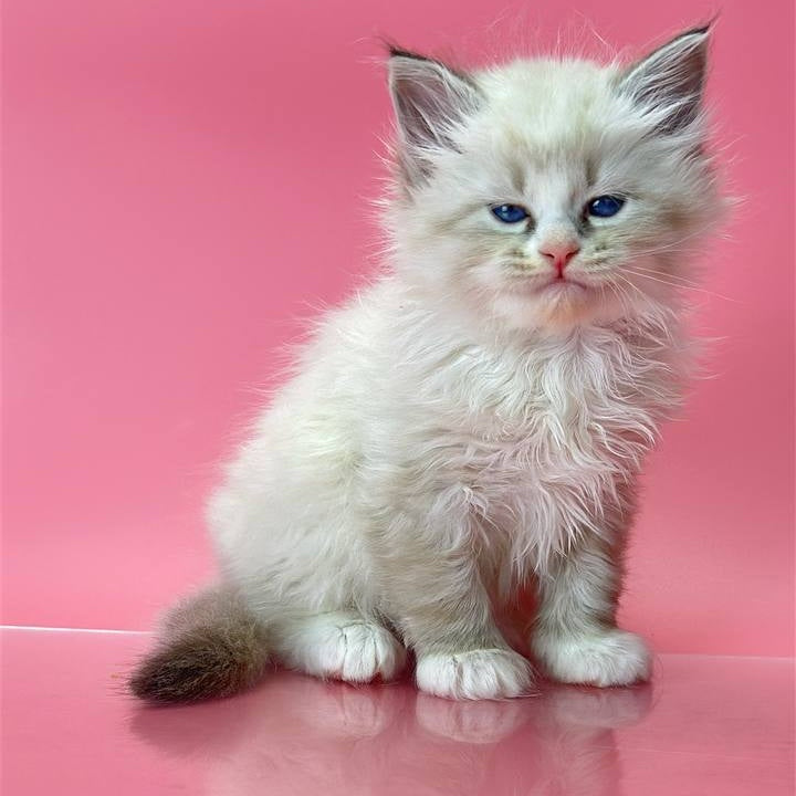 Aurelia Siberian female, seal tabby pointed