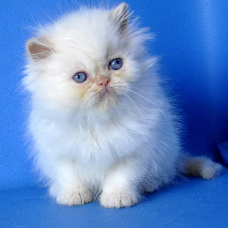 Mark Persian male, cream pointed