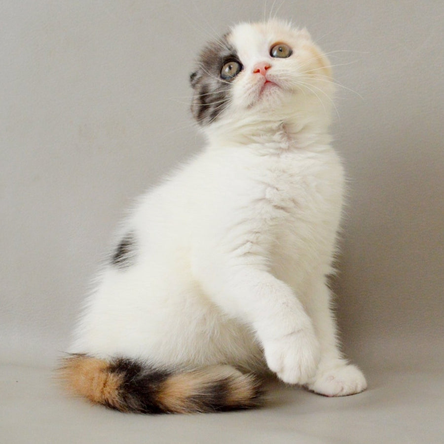 Wyomy Scottish Fold female, black tortie silver tabby van