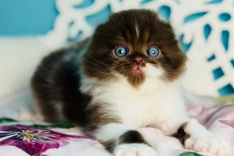 Xanti Scottish Fold male, chocolate bicolour