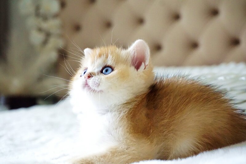 Eric British Shorthair male, black golden chinchilla with white