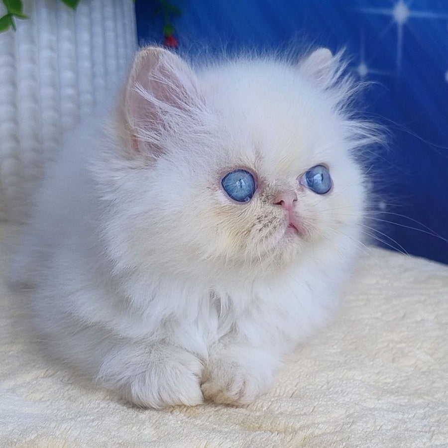 Seila Persian female, cream pointed