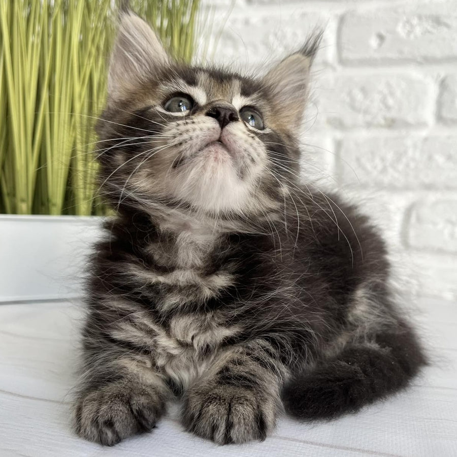 Janny Maine Coon female, black tabby