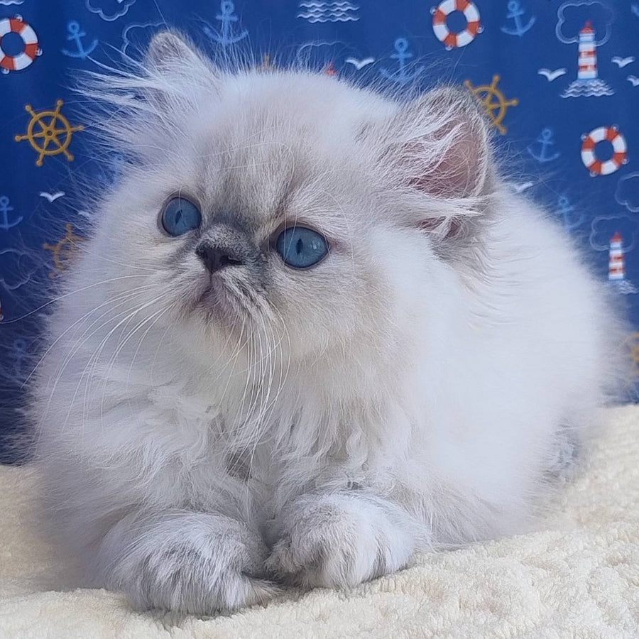 Bassi Persian female, blue pointed