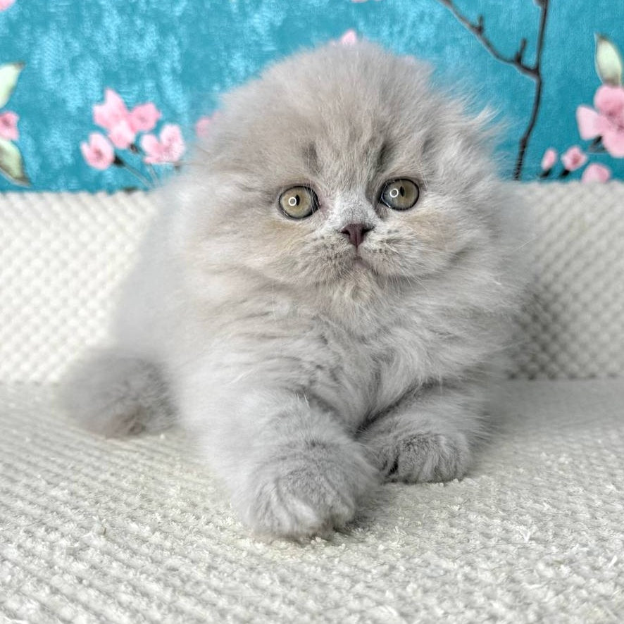 Kitty Scottish Fold female, lilac