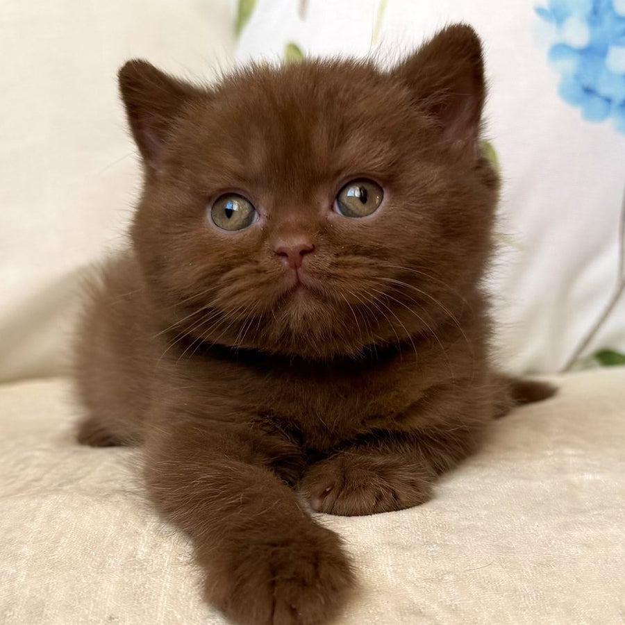 Amir British Shorthair male, cinnamon
