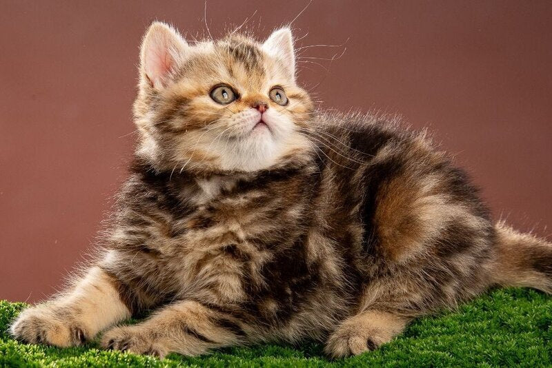 Naomie Scottish Straight male black tortie tabby - live animals