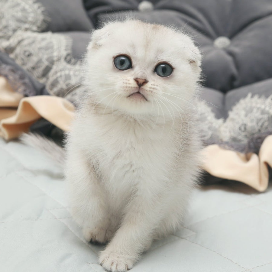 Hatti Scottish Fold female, black silver shaded