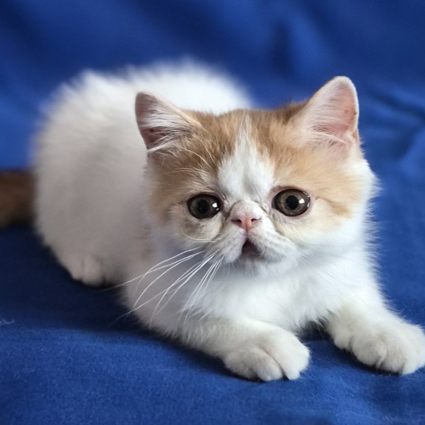 Zest Exotic male, red spotted tabby bicolour
