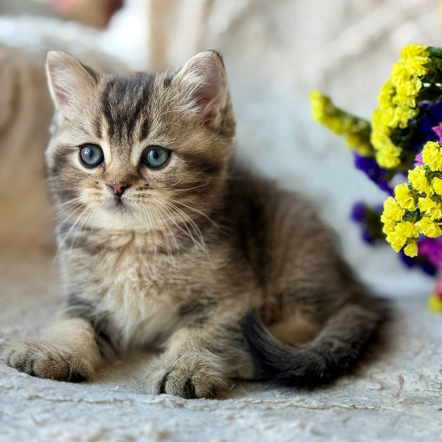 Wally British Shorthair male, black ticked tabby