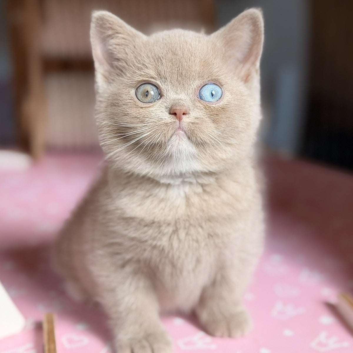 Soleil British Shorthair female, fawn with white