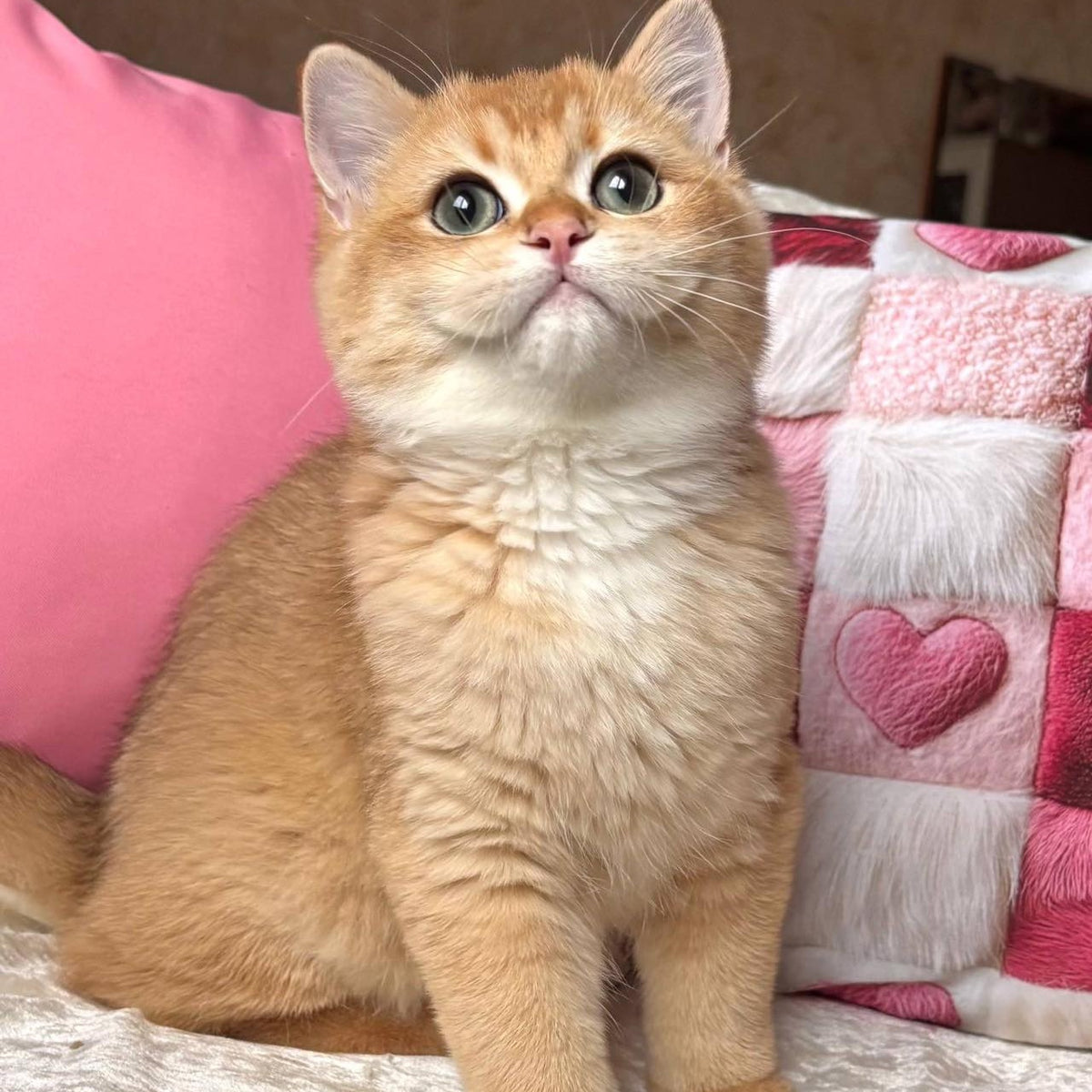 Osman British Shorthair male, black golden chinchilla
